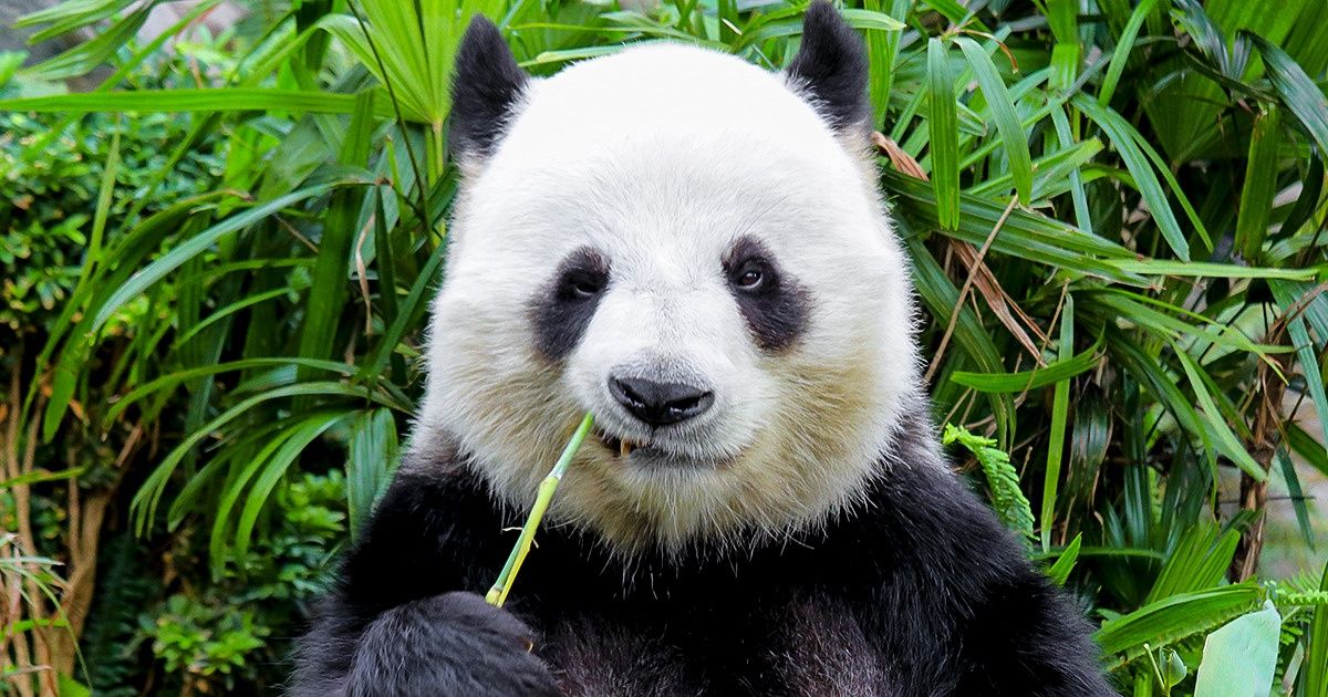 A ciência explica por que o urso panda é branco e preto e tem as peculiares manchas nos olhos A ciência explica por que o urso panda é branco e preto e tem as peculiares manchas nos olhos