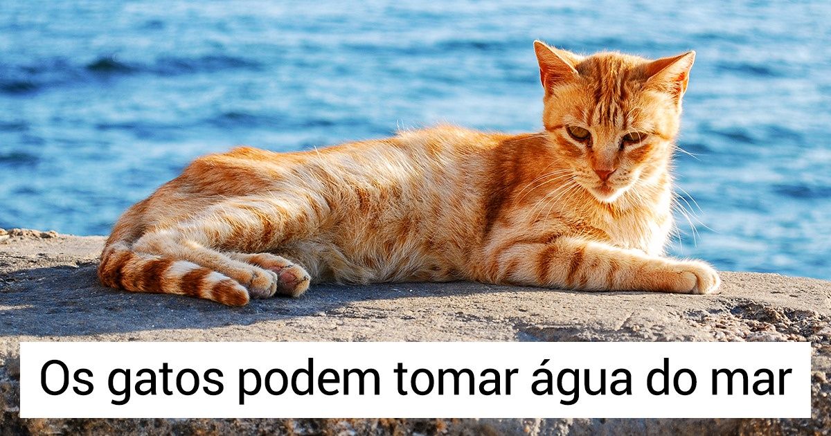 14 Fatos sobre os animais que surpreenderão até os mais estudados 14 Fatos sobre os animais que surpreenderão até os mais estudados