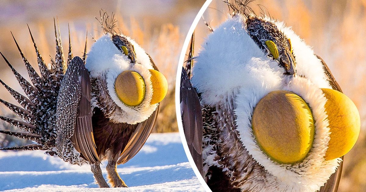 17 Animais que expressam toda a criatividade da Mãe Natureza 17 Animais que expressam toda a criatividade da Mãe Natureza