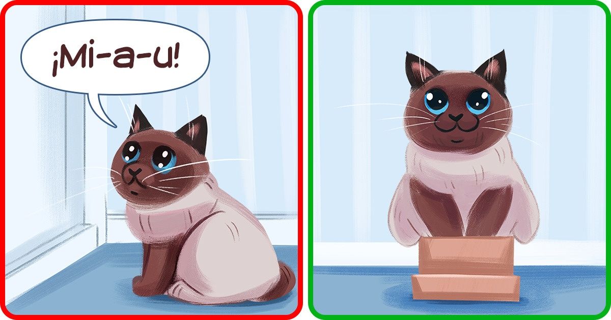 9 Maus hábitos felinos que nós mesmos acabamos cultivando neles