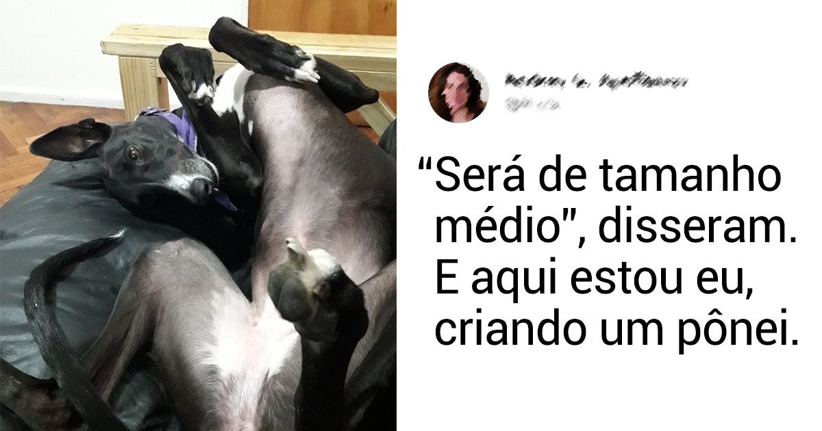 20+ Usuários da Internet lembram com humor como eles foram enganados sobre a raça de seus animais