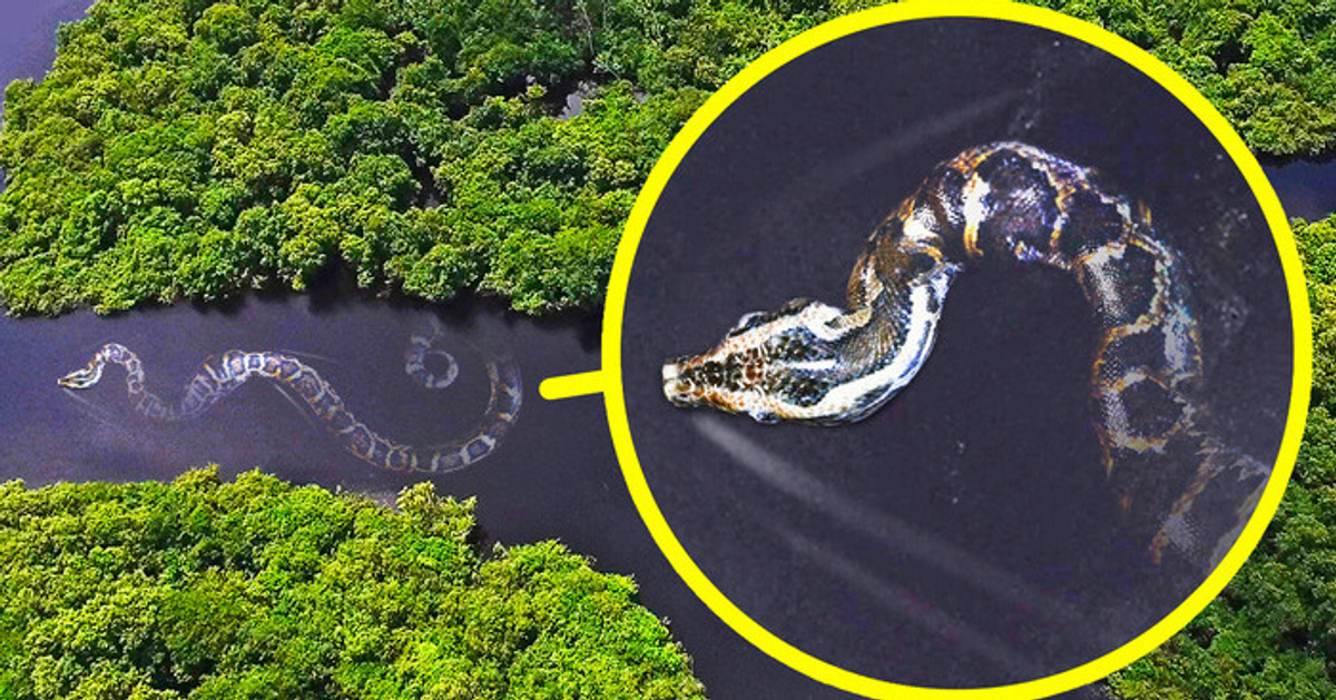 A cobra mais pesada do mundo, e outros 17 monstros da Amazônia