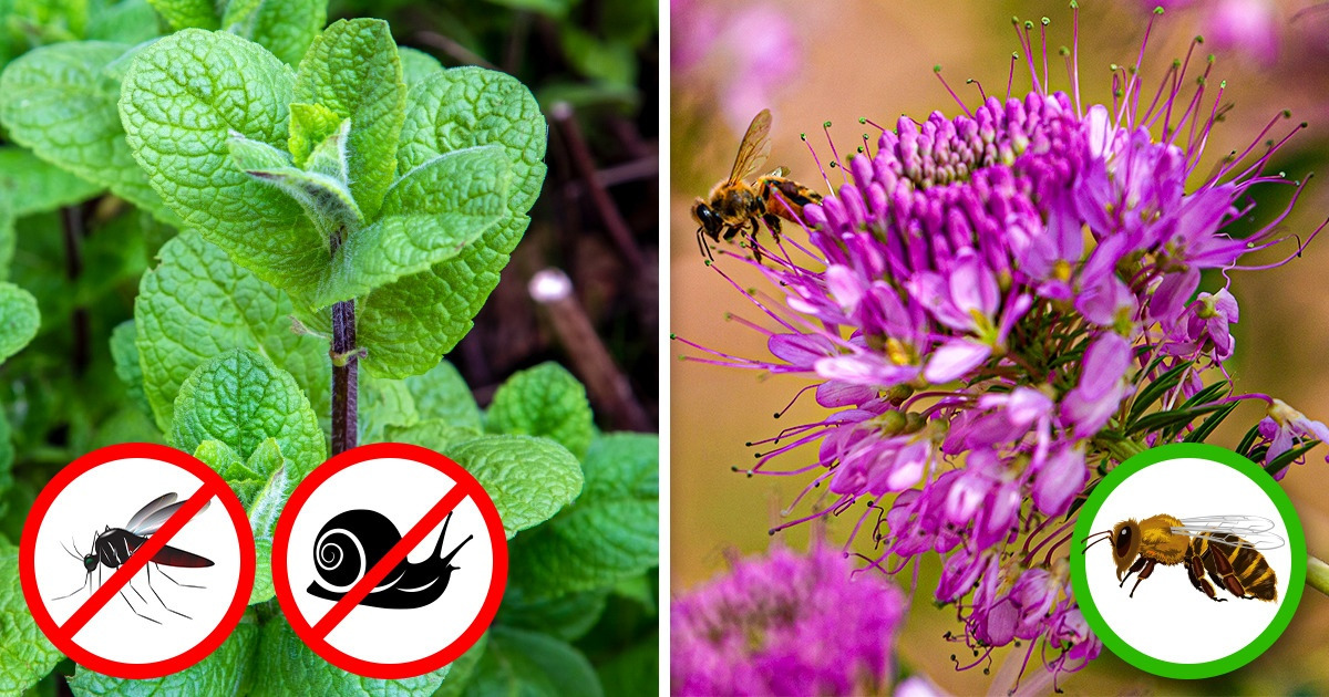 7 Plantas para afastar as pragas, e outras 7 para atrair polinizadores 7 Plantas para afastar as pragas, e outras 7 para atrair polinizadores