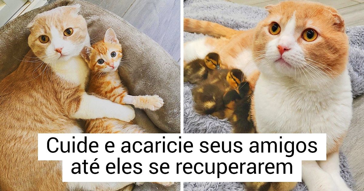 Um gatinho se recupera de uma lesão grave e vira enfermeiro de animais Um gatinho se recupera de uma lesão grave e vira enfermeiro de animais