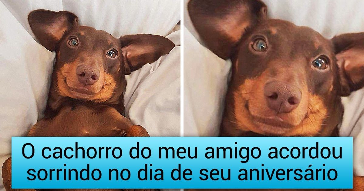30+ Animais que abriram os olhos e se depararam com uma câmera clicando suas carinhas de recém-acordados