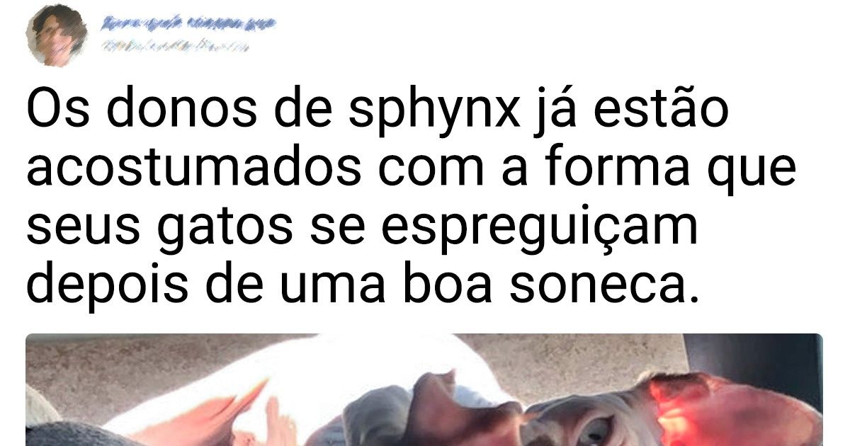 20+ Internautas compartilharam fotos de gatos em momentos de extrema fofura