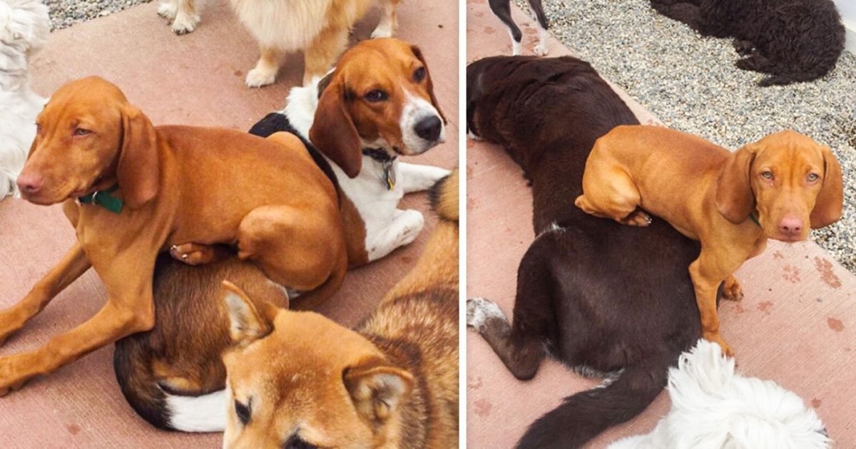 12 Fotos de animais super folgados