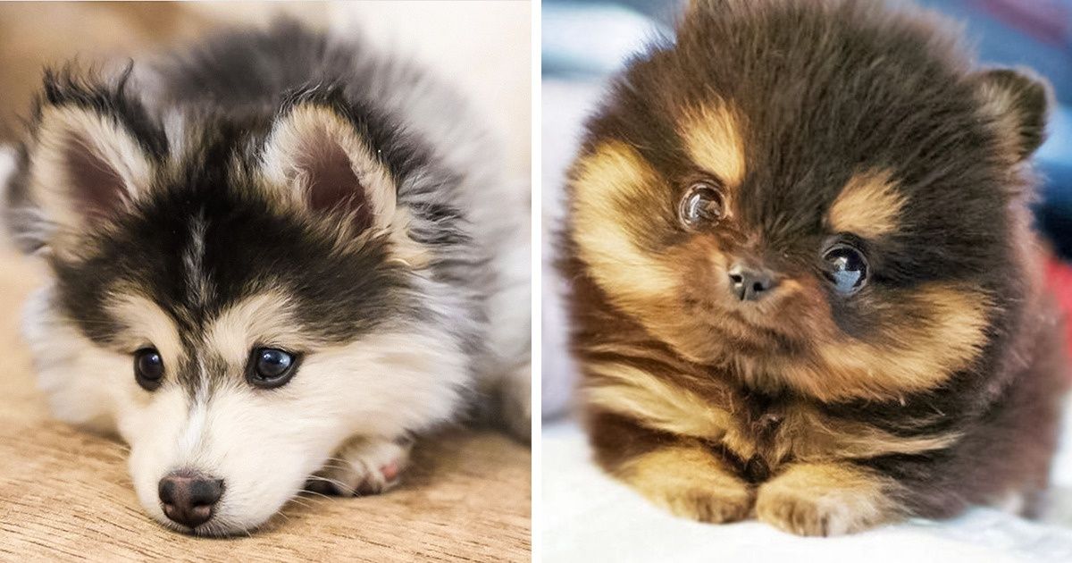 Resultado de cruzamento entre husky siberiano e lulu da pomerânia