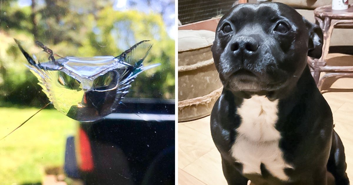 15 Fotos que tivemos de olhar duas vezes para não ver gatos nelas