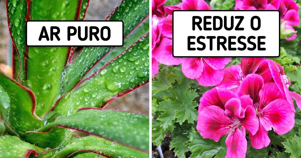 15 Plantas para ter em casa que podem melhorar seu humor e sua saúde 15 Plantas para ter em casa que podem melhorar seu humor e sua saúde