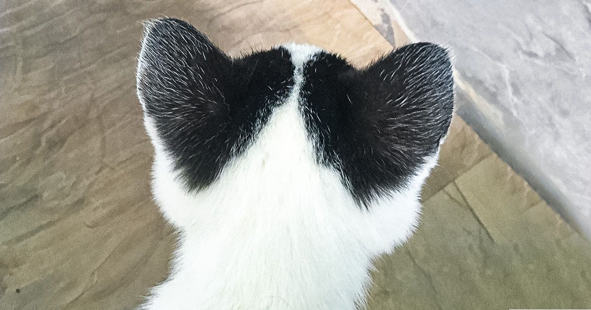 20+ Animais premiados pela natureza com características únicas 20+ Animais premiados pela natureza com características únicas