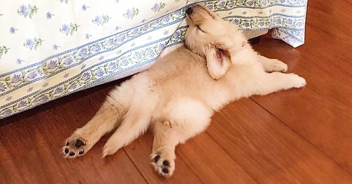 Como são as manhãs dos bichos diurnos e dos notívagos