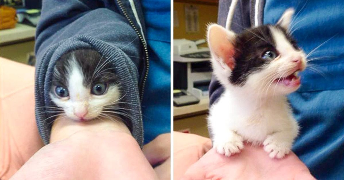 19 Animais brincalhões que ajudam a esquecer todos os problemas 19 Animais brincalhões que ajudam a esquecer todos os problemas