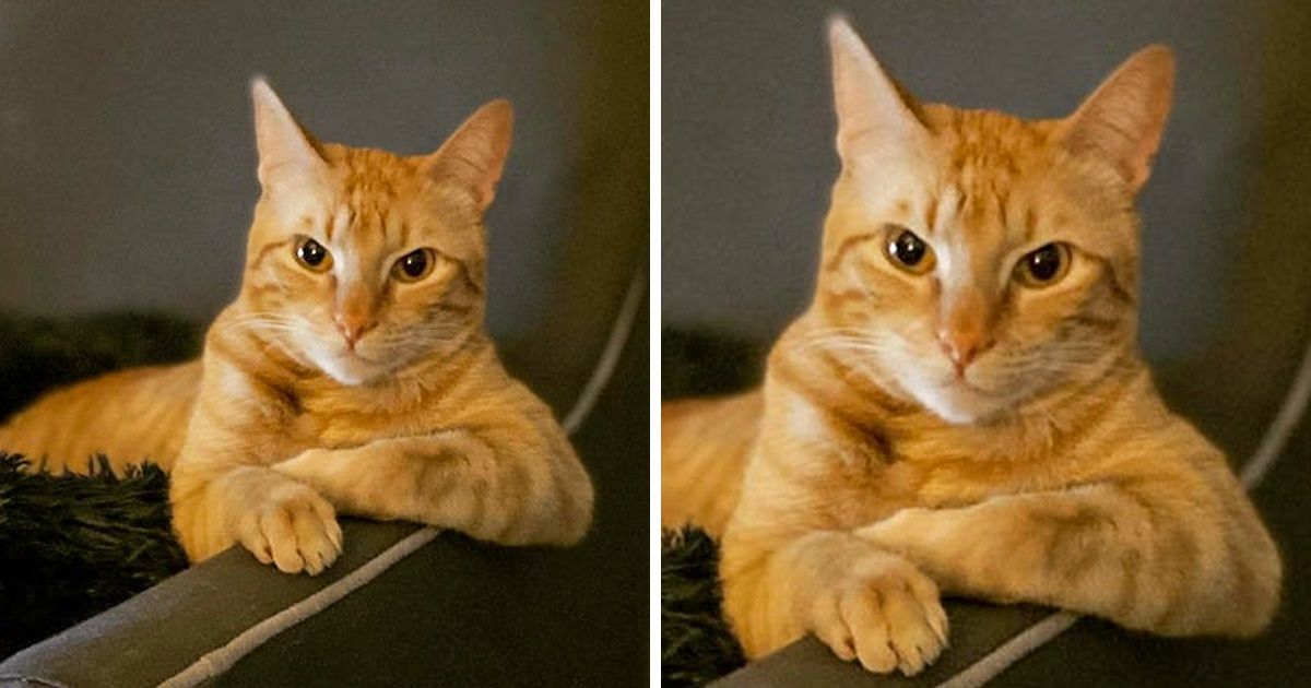 20 Gatinhos que não precisam miar para dizer algo, pois seus olhares dizem tudo 20 Gatinhos que não precisam miar para dizer algo, pois seus olhares dizem tudo