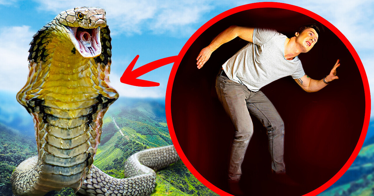E se a maior cobra do mundo o engolisse inteiro