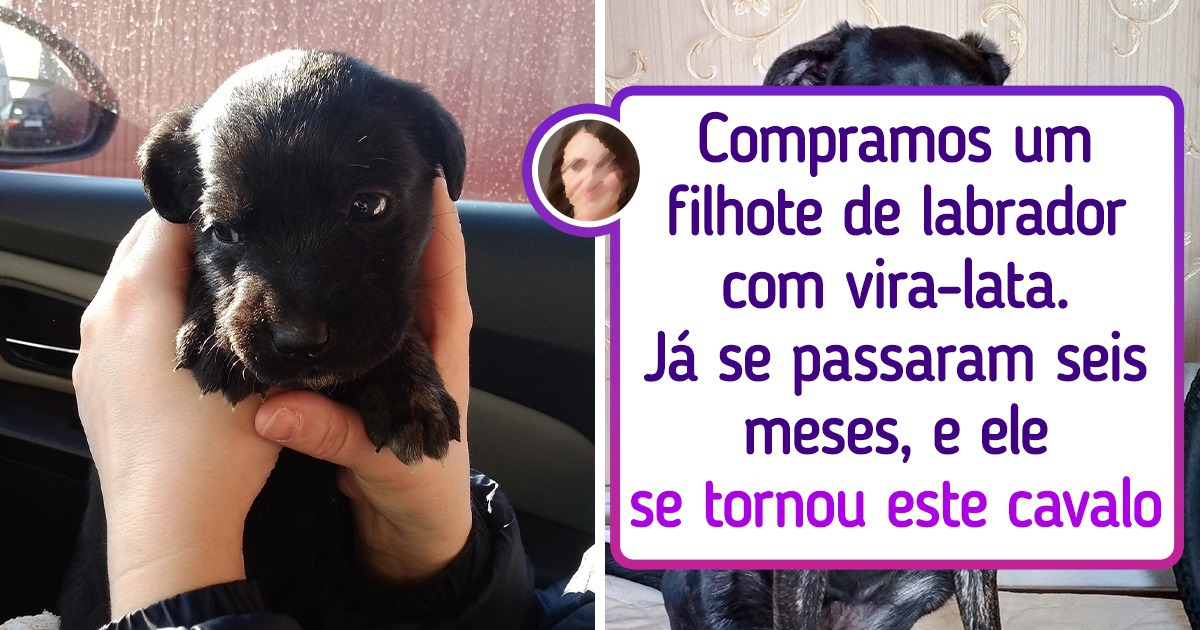 15+ Pets que cabiam na palma da mão e agora mal cabem no sofá