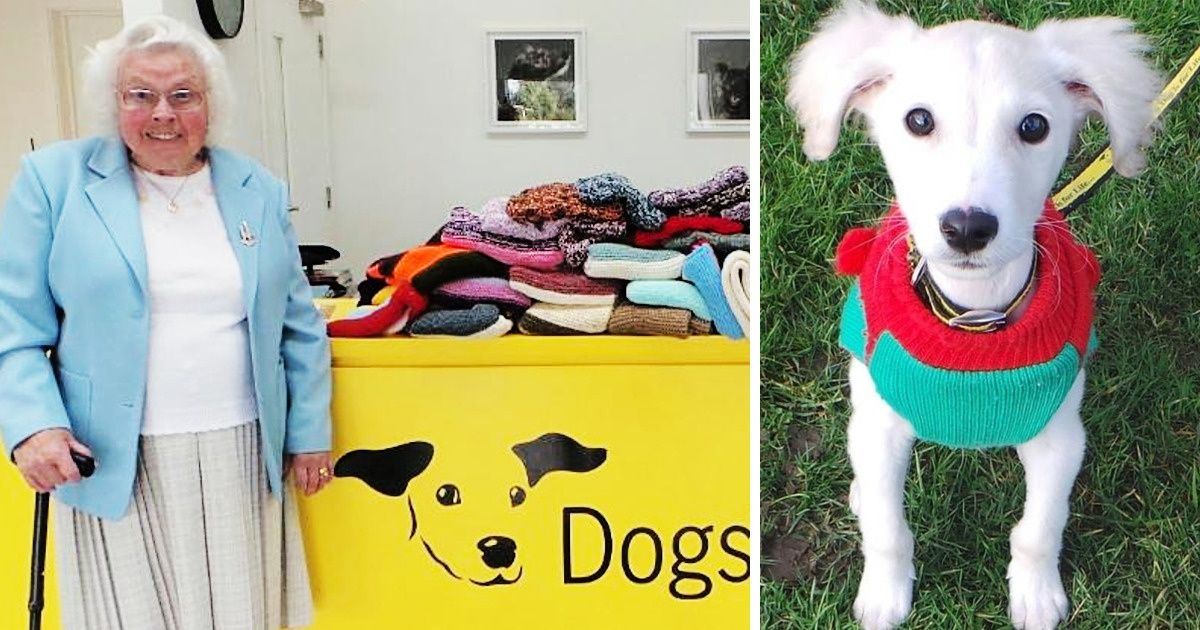 A admirável senhora de 89 anos que fez 450 roupas e cobertores para cachorros de um abrigo A admirável senhora de 89 anos que fez 450 roupas e cobertores para cachorros de um abrigo