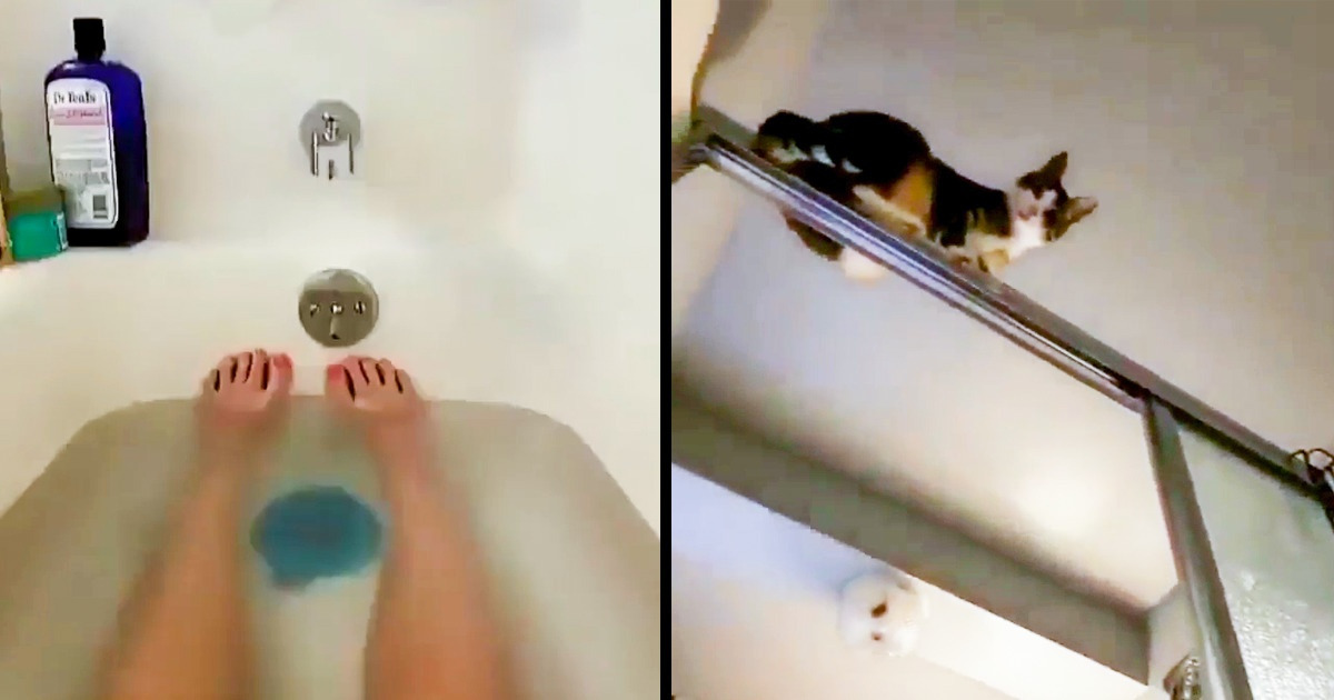 20+ Travessuras imprevisíveis e divertidas dos animais