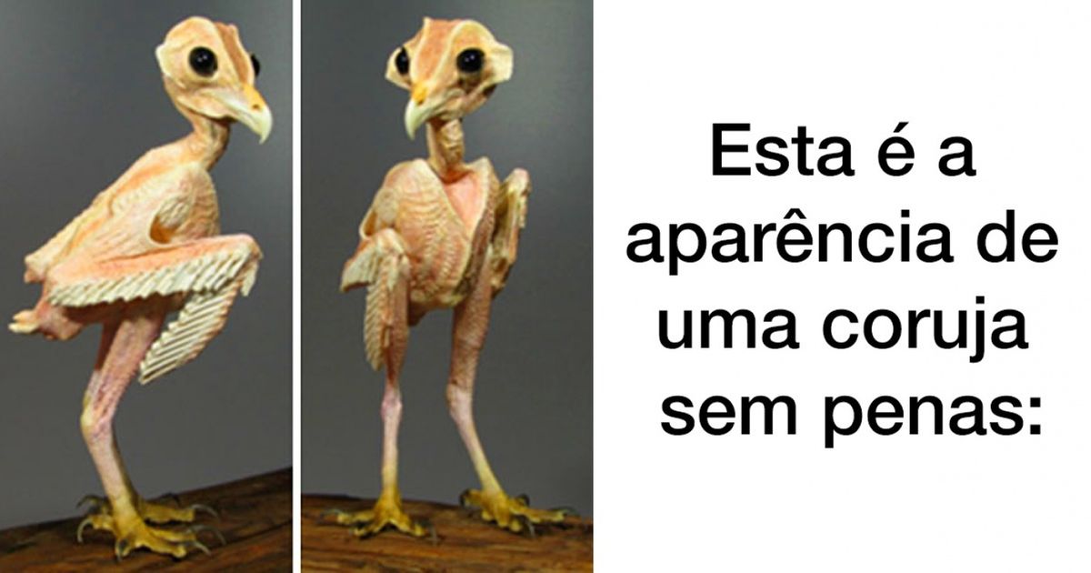 10 Provas de que as coisas mais estranhas estão na Internet