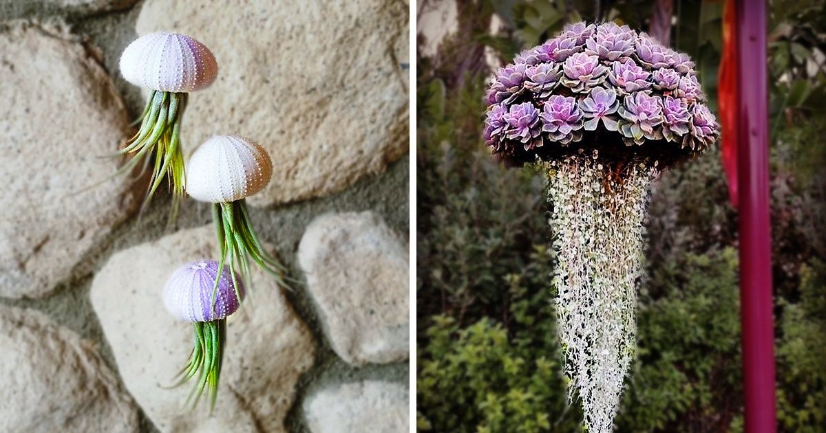 Suculentas em forma de água-viva conquistam fãs e podem deixar seu jardim com cara de aquário
