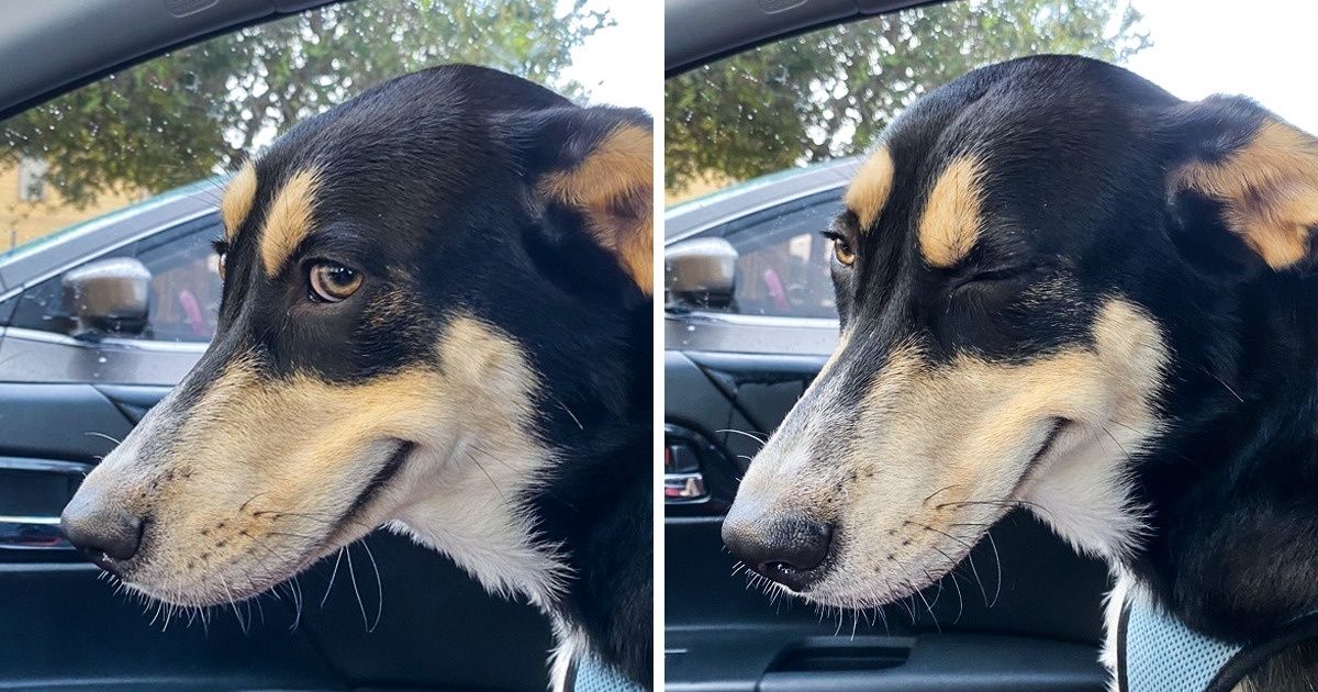 21 Animais de estimação que estão tendo o melhor dia das suas vidas e deixam isso bem evidente
