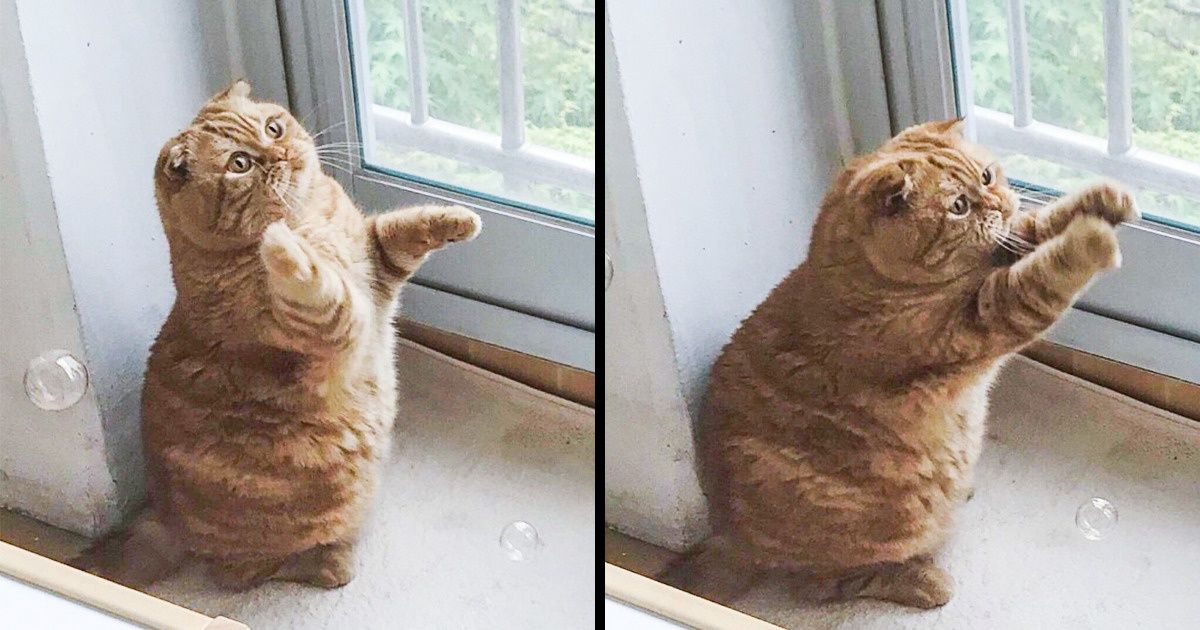 As imagens mais fofinhas que você verá hoje