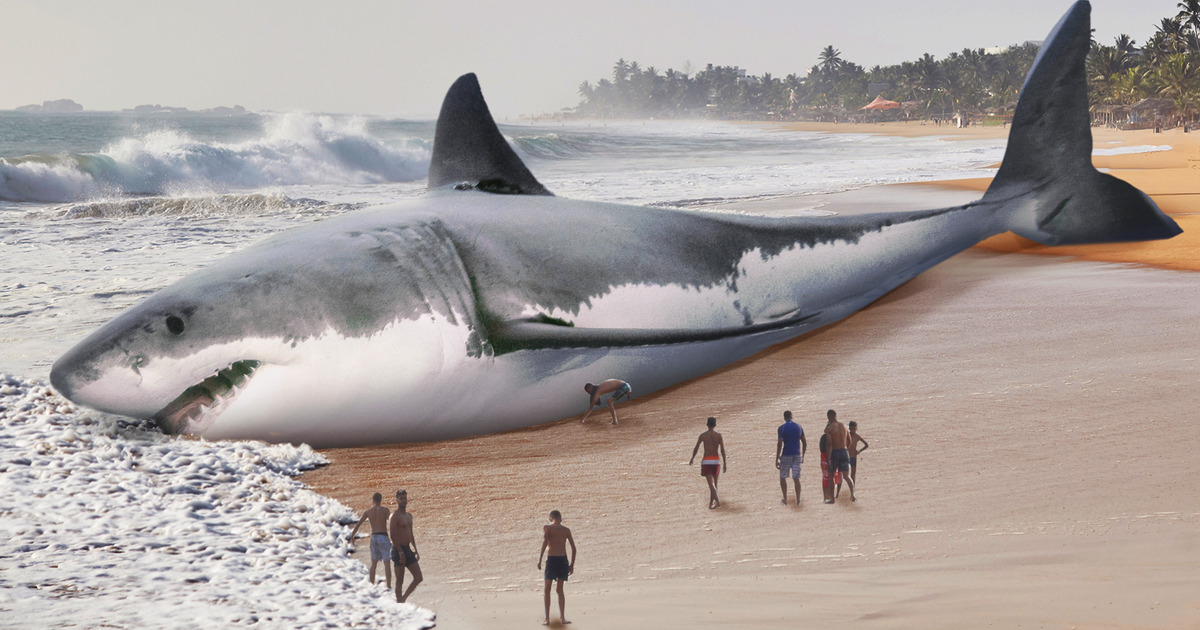 O Megalodonte Foi Extinto Por Causa Dos Grandes Tubarões Brancos O Megalodonte Foi Extinto Por Causa Dos Grandes Tubarões Brancos