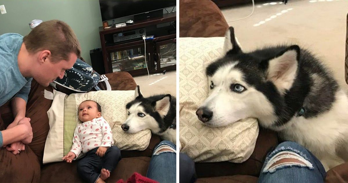 20+ Animais que não precisam de palavras para expressar seu amor pelos humanos