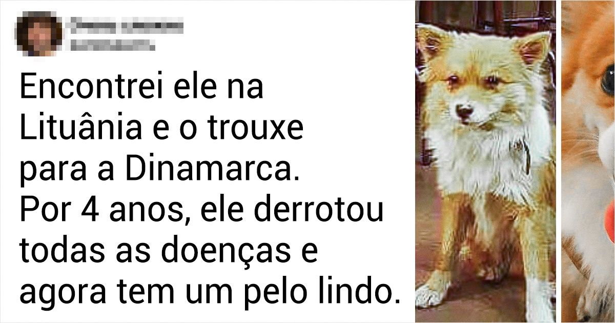 15 Animais que mudaram incrivelmente após muito amor e carinho 15 Animais que mudaram incrivelmente após muito amor e carinho