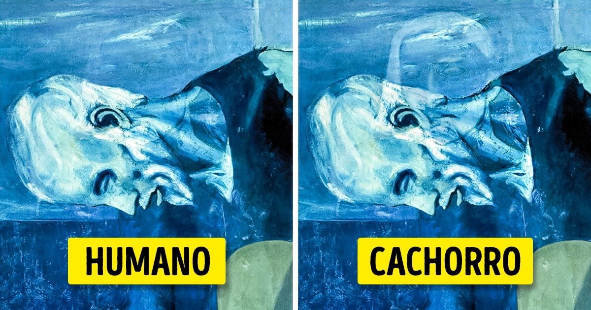 Porque os cães enxergam melhor que nós