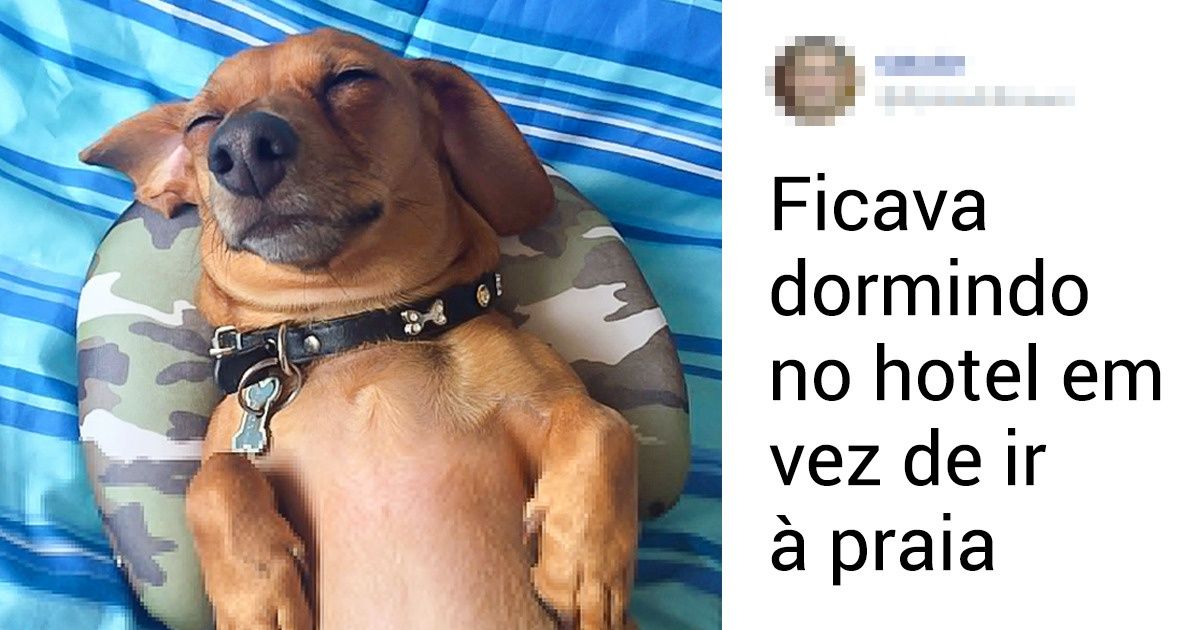 15 Animais de estimação que sabem como aproveitar as férias 15 Animais de estimação que sabem como aproveitar as férias