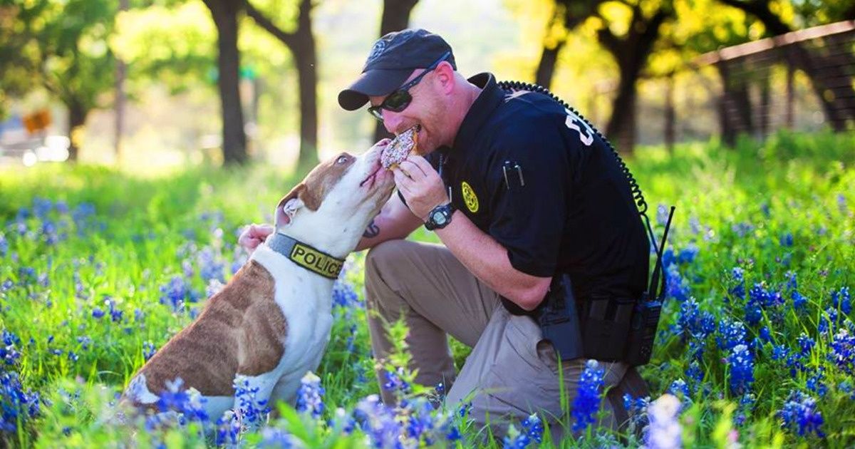 Organizações nos Estados Unidos resgatam pitbulls que seriam sacrificados e os treinam para serem cães policiais Organizações nos Estados Unidos resgatam pitbulls que seriam sacrificados e os treinam para serem cães policiais