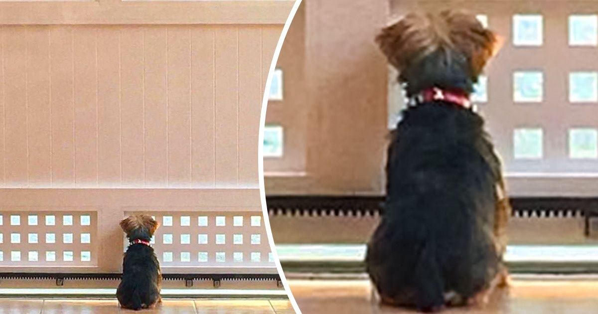 20 Criações (sob medida) desenvolvidas por internautas para que seus pets pudessem ver o que acontece fora de casa