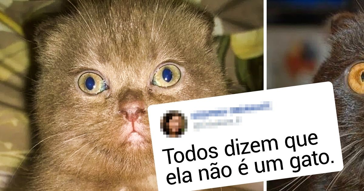 20+ Filhotes fofinhos que cresceram e se transformaram em verdadeiros modelos de comercial de ração