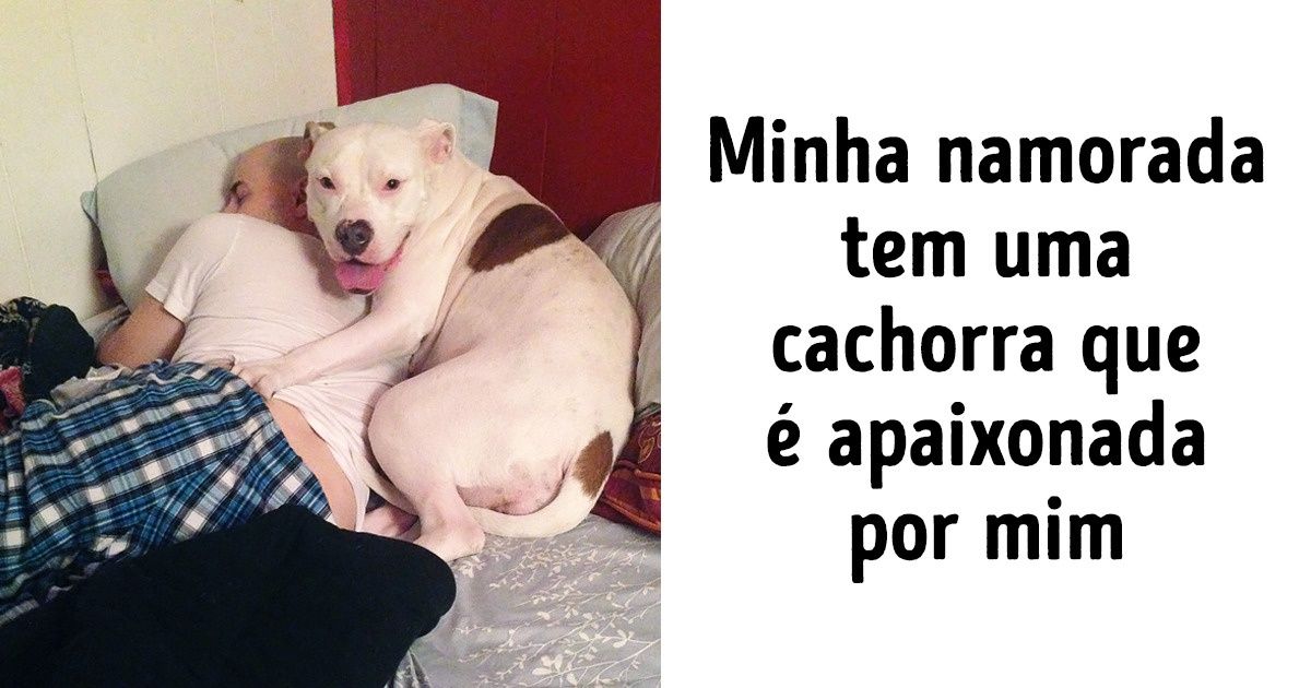 20+ Pets que amam seus donos de forma incondicional