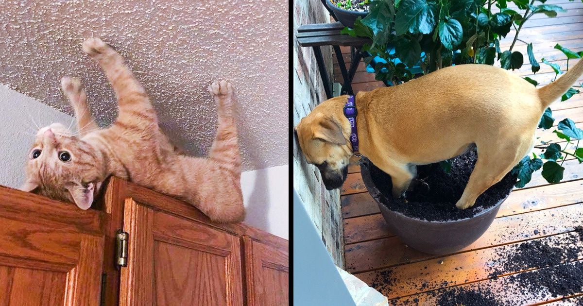 20+ Animais flagrados quando menos esperavam