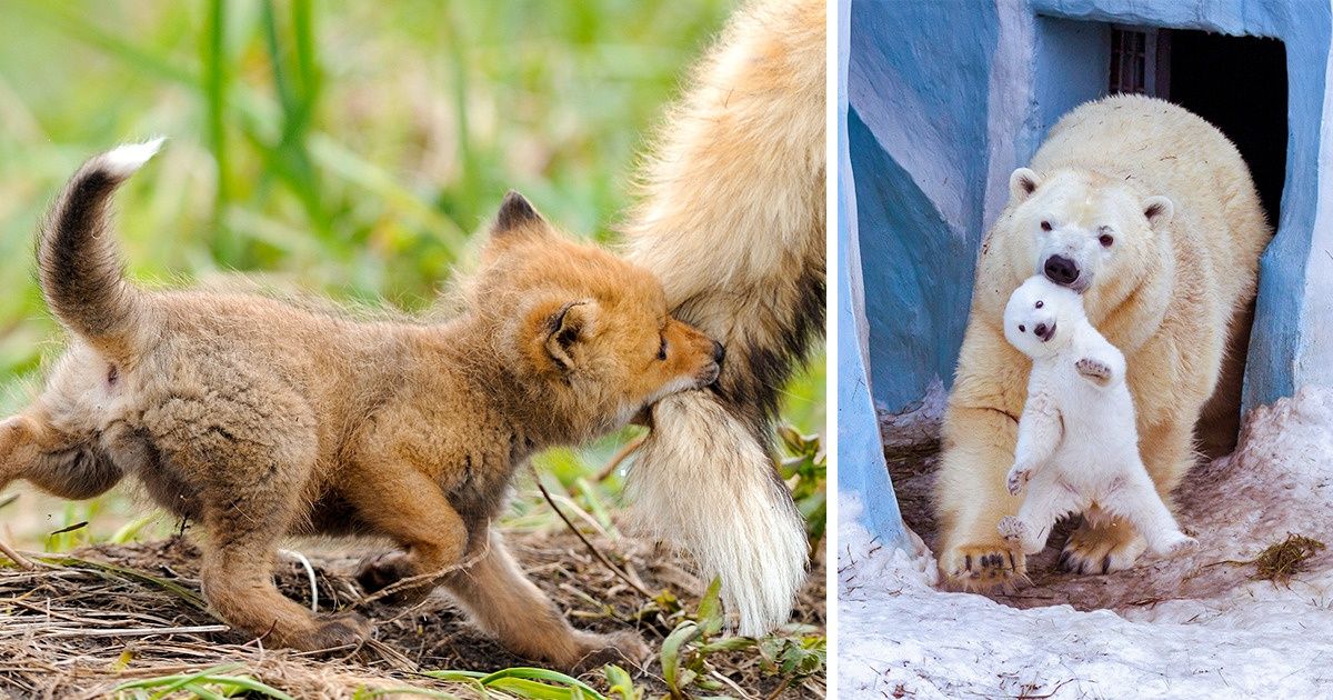 21 Momentos adoráveis de mamães do reino animal que demonstram como sua criação funciona bem