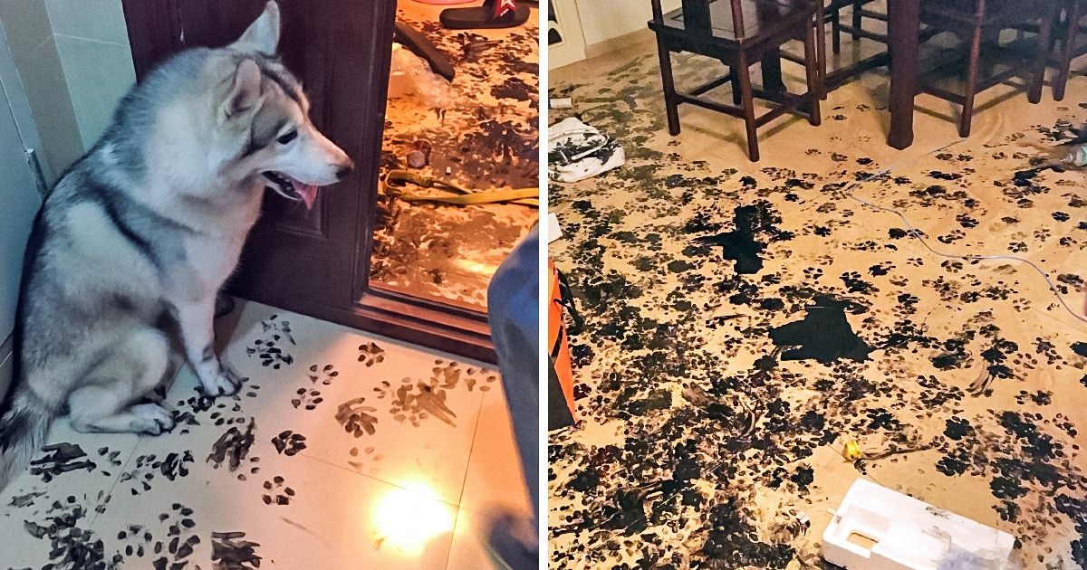 20 Fotos de travessuras de cães para tirar qualquer um do sério 20 Fotos de travessuras de cães para tirar qualquer um do sério