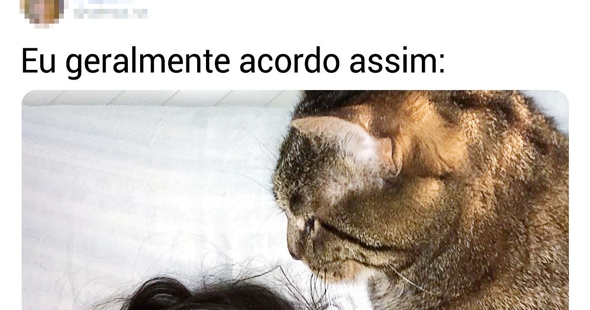 16 Gatinhos que não conseguem viver um só segundo sem seu humano