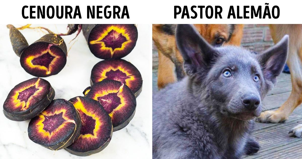 17 Objetos e animais que se destacam por sua aparência única 17 Objetos e animais que se destacam por sua aparência única