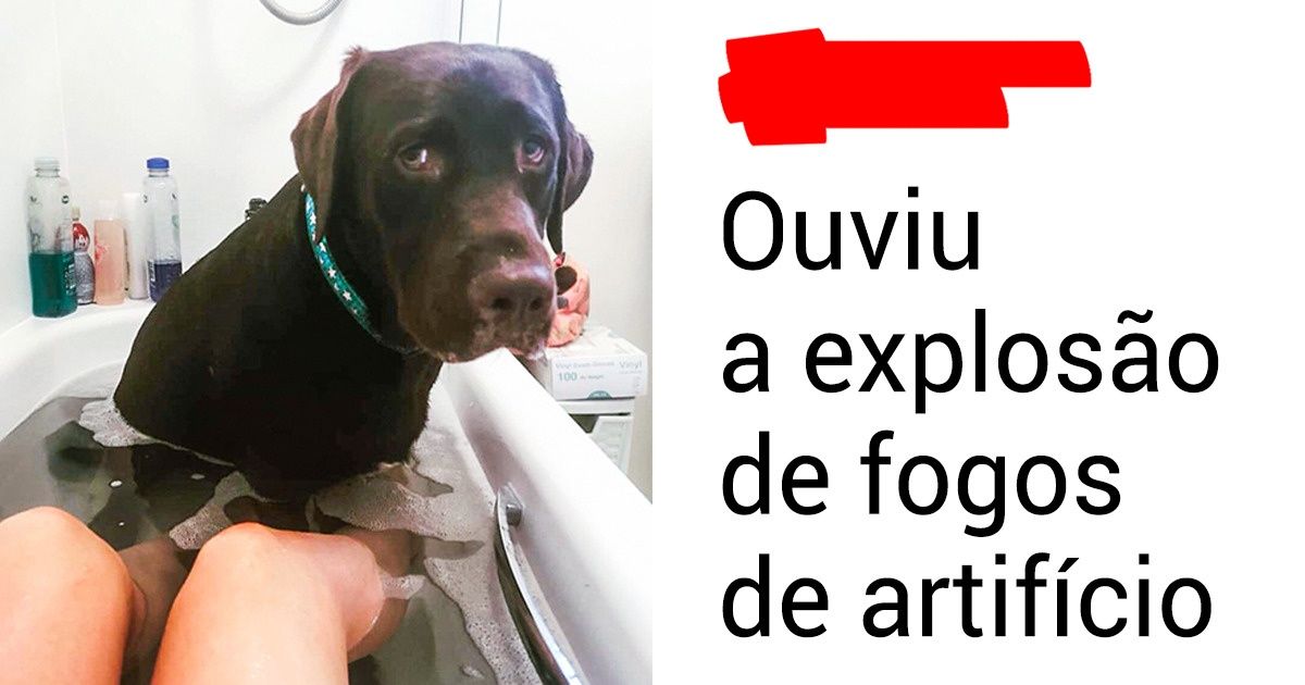 20+ Animais convencidos de que, apesar de tudo, são amados