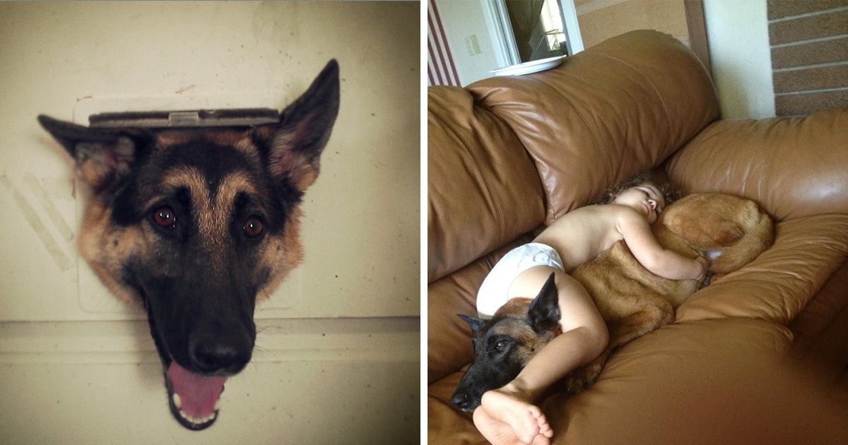 20 Fotos que vão fazer você se apaixonar pelo pastor alemão