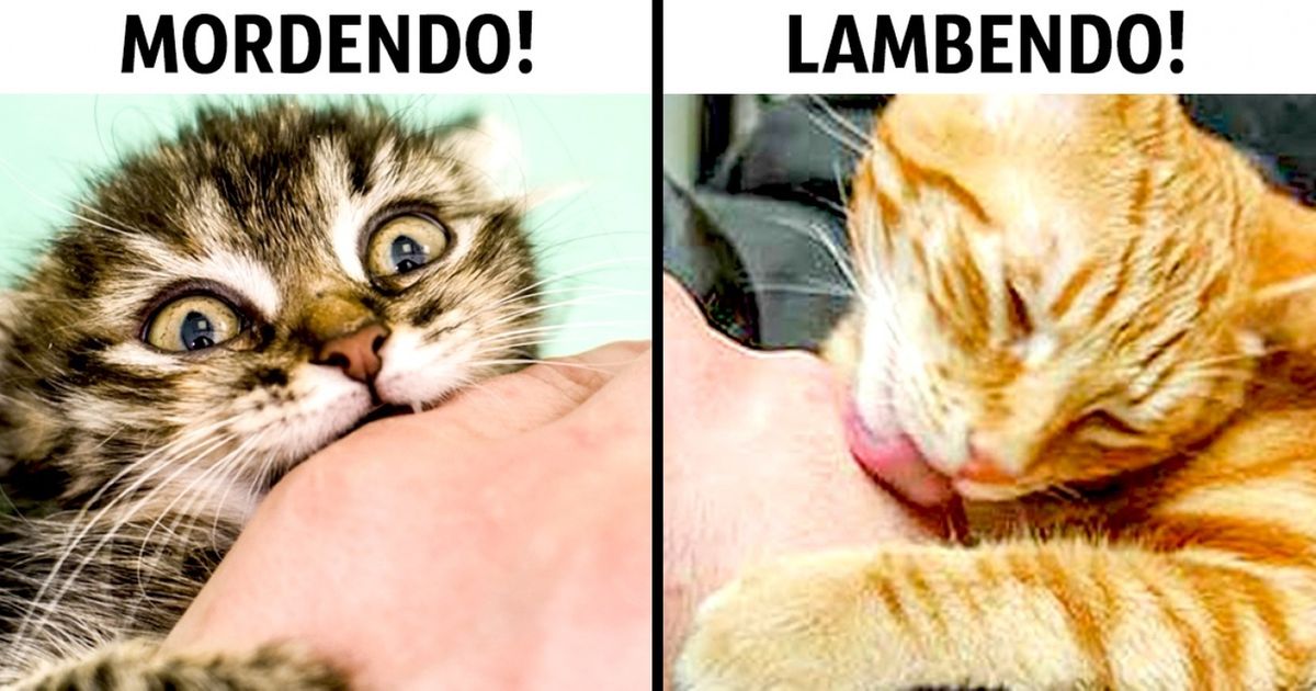 13 Sinais simples que o seu bichano utiliza para deixar bem claro que é totalmente apaixonado por você 13 Sinais simples que o seu bichano utiliza para deixar bem claro que é totalmente apaixonado por você