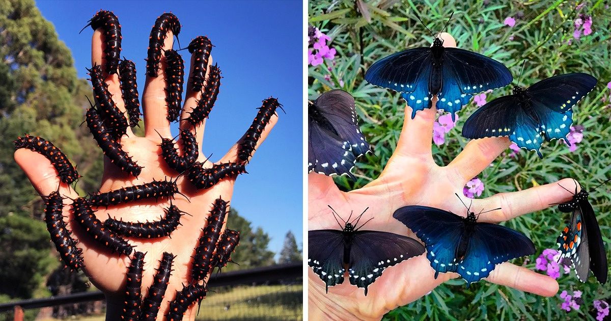 Jovem repovoa São Francisco com borboletas raras a partir de seu ...