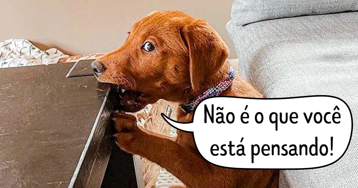 20+ Donos tiraram fotos de seus pets no momento certo e acabaram registrando verdadeiras pérolas