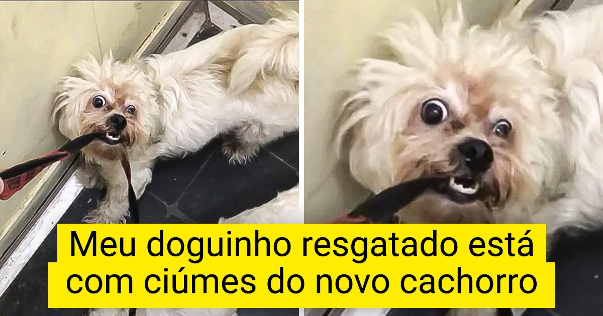 21 Animais que roubaram a cena e se tornaram protagonistas das fotos dos outros