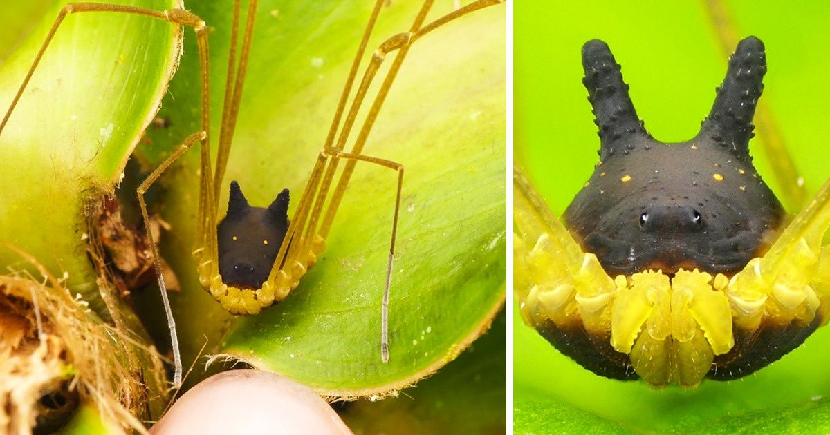 16 Animais de aparência tão estranha que você vai dizer: “Que horror! Tem mais fotos?”