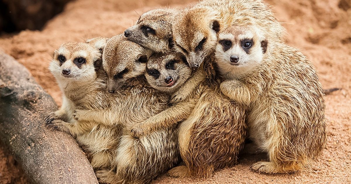 20+ Animaizinhos que decidiram dormir coladinhos nos seus melhores amigos