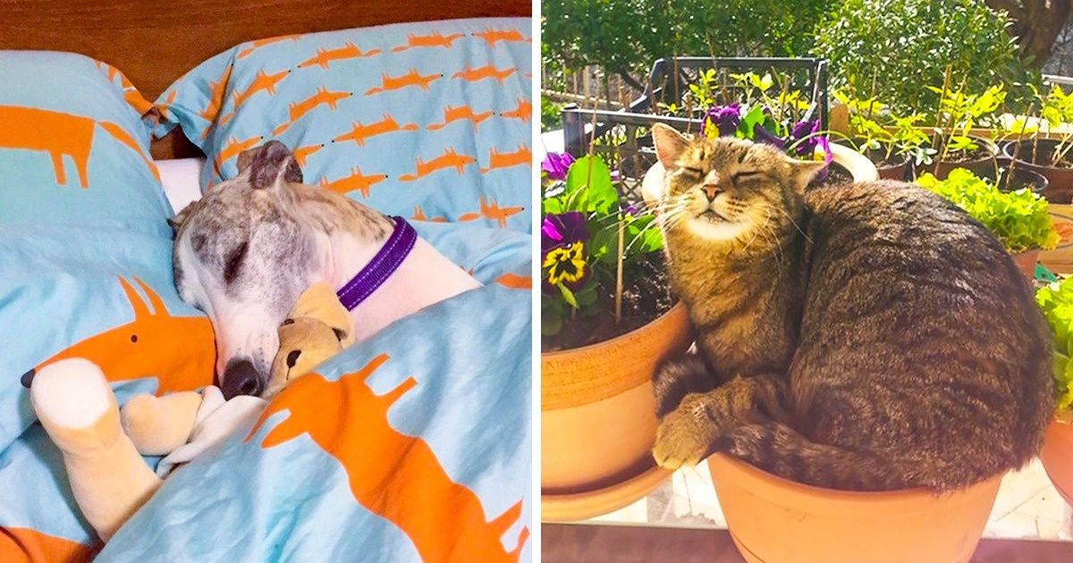 20 Animais que sabem muito bem como aproveitar o final de semana