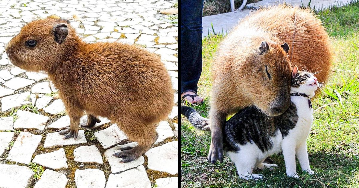 20 Provas de que a capivara é a verdadeira paixão dos brasileiros 20 Provas de que a capivara é a verdadeira paixão dos brasileiros